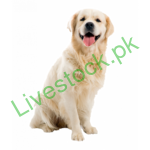 Pets and Hobby Animals