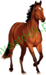 Horses