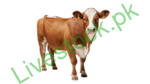 Cattle