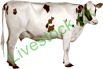 Dairy Animals 