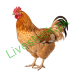 Poultry